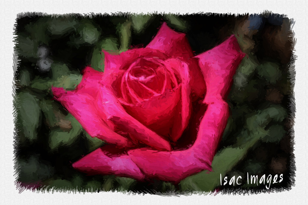 Click image for larger version

Name:	Red-Rose-OIL.jpg
Views:	25
Size:	193.9 KB
ID:	444601