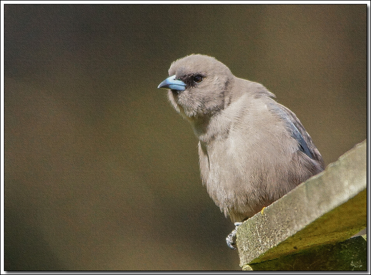 Click image for larger version

Name:	Dusky Wood Swallow 2 .jpg
Views:	34
Size:	550.5 KB
ID:	444938