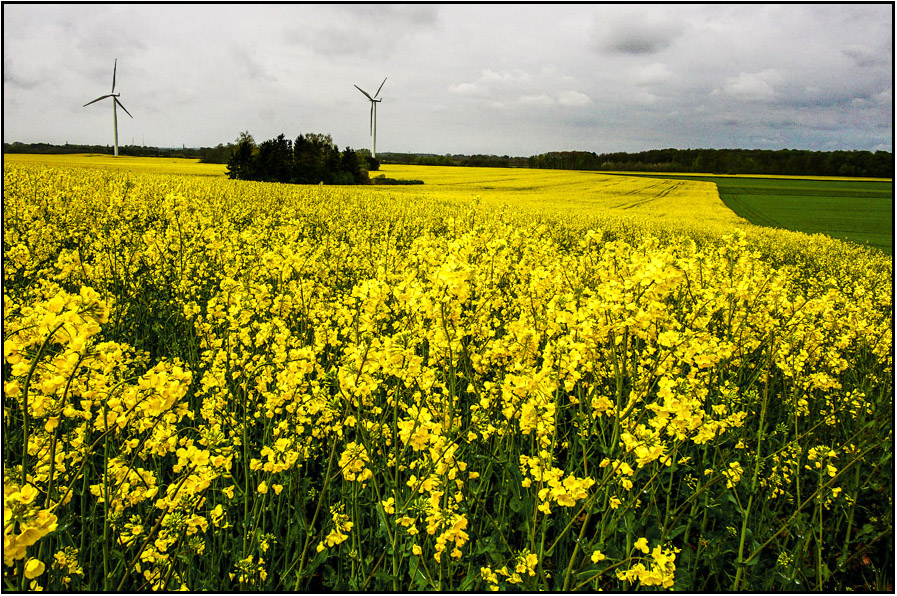 Click image for larger version

Name:	Canola field.jpg
Views:	162
Size:	403.7 KB
ID:	445301