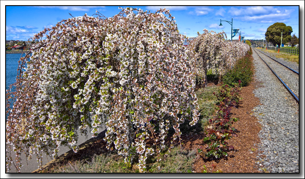 Click image for larger version

Name:	Blossom 2 .jpg
Views:	36
Size:	471.2 KB
ID:	445412