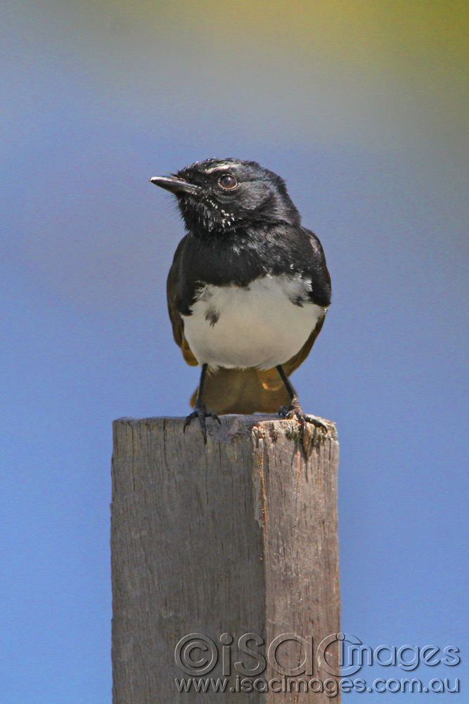 Click image for larger version

Name:	Willie-Wagtail.jpg
Views:	32
Size:	198.7 KB
ID:	445859