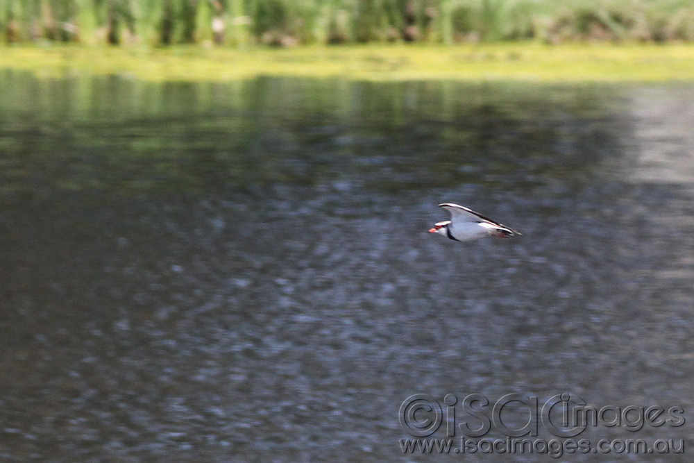 Click image for larger version

Name:	Black-Fronted-Dotterel-BIF.jpg
Views:	31
Size:	194.8 KB
ID:	445860