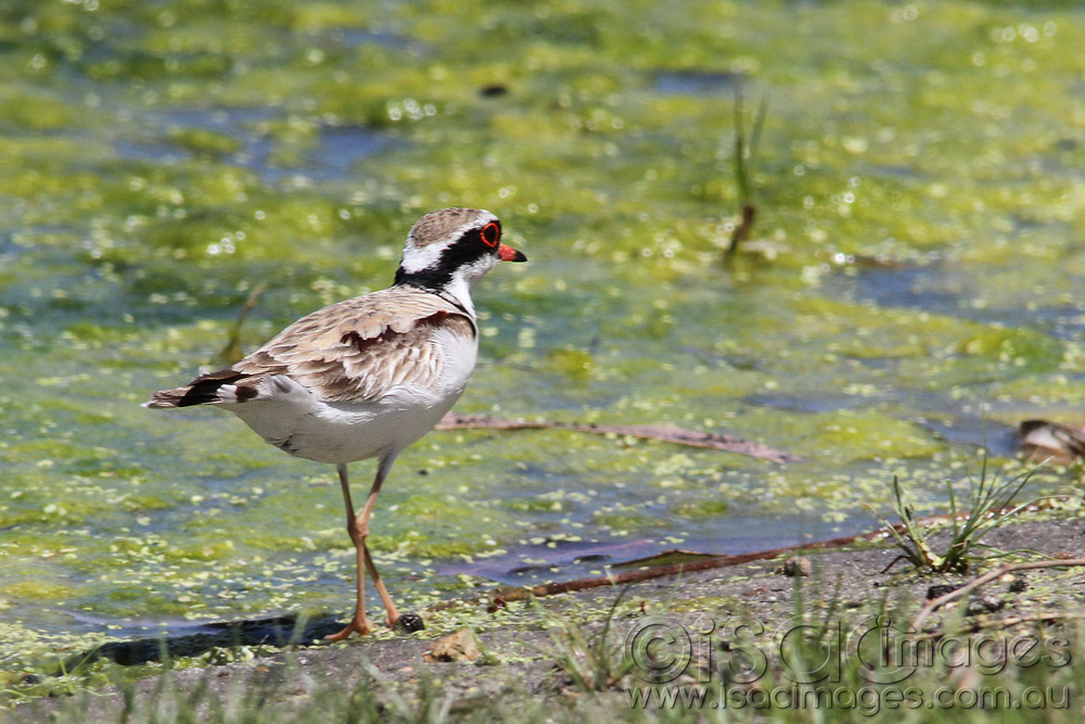 Click image for larger version

Name:	Black-Fronted-Dotterel.jpg
Views:	36
Size:	198.9 KB
ID:	445861