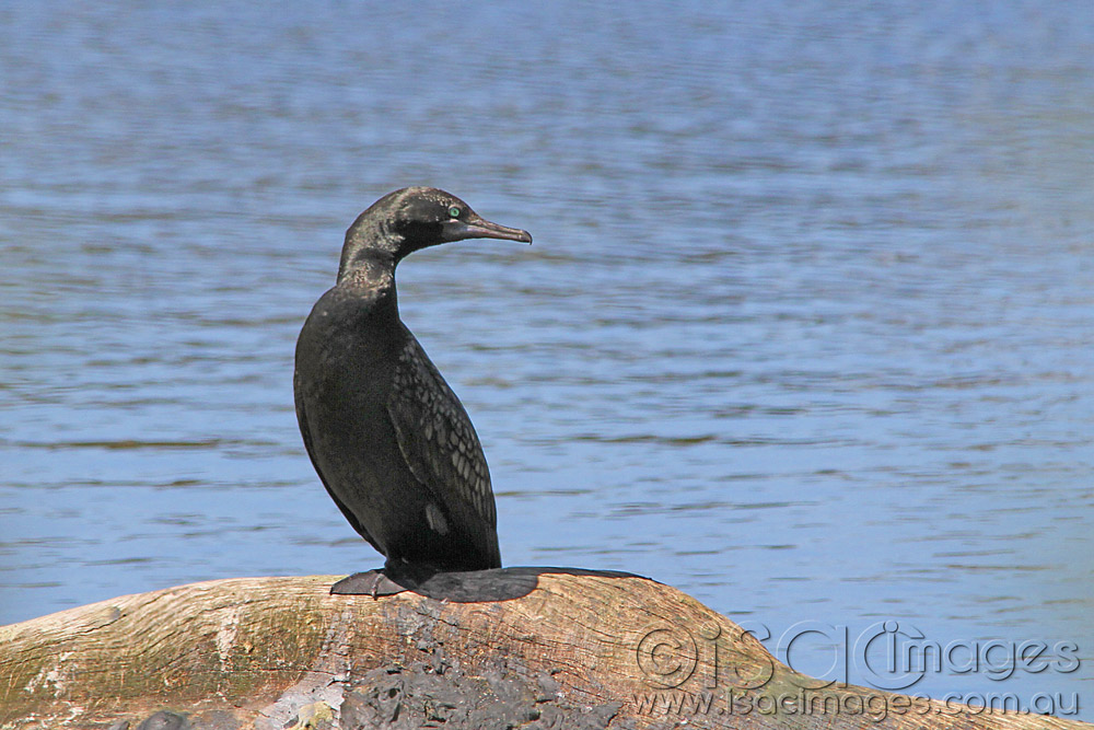 Click image for larger version

Name:	Cormorant-on-Log.jpg
Views:	27
Size:	195.6 KB
ID:	445862