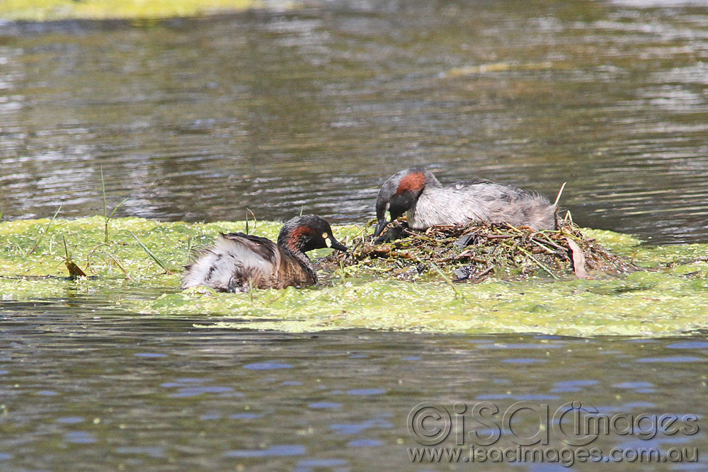 Click image for larger version

Name:	Grebe-on-Nest-1.jpg
Views:	31
Size:	197.9 KB
ID:	445866