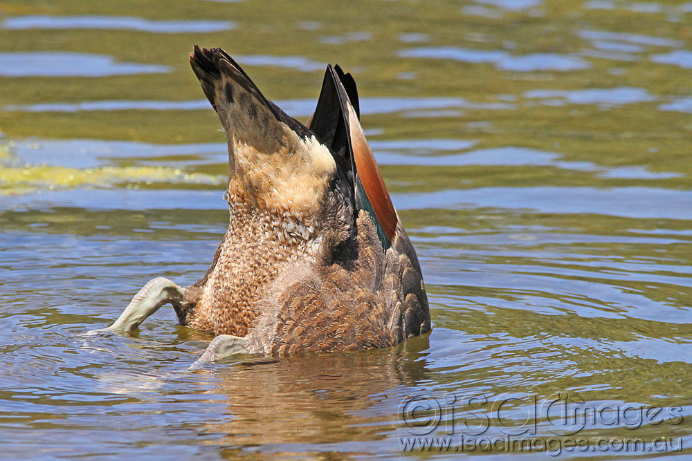 Click image for larger version

Name:	Shelduck-Dive.jpg
Views:	19
Size:	195.2 KB
ID:	445867