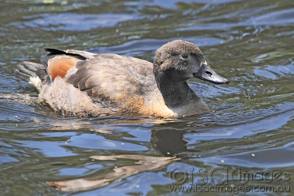 Click image for larger version

Name:	Shelduck-Infant-1.jpg
Views:	20
Size:	195.1 KB
ID:	445868