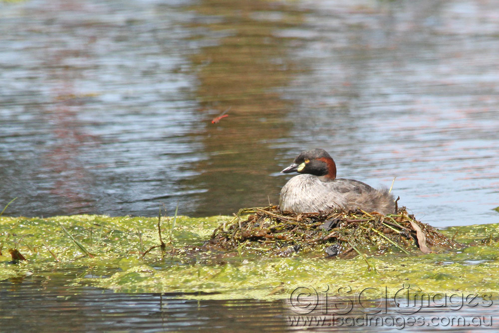 Click image for larger version

Name:	Grebe-on-Nest.jpg
Views:	15
Size:	192.5 KB
ID:	445904