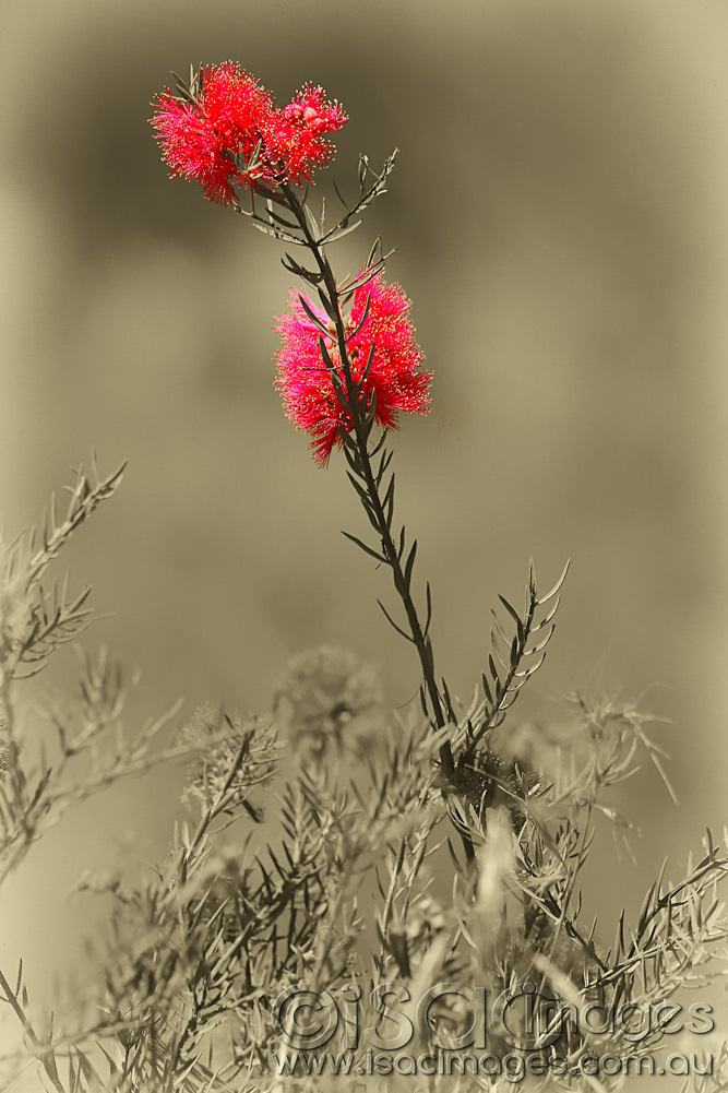 Click image for larger version

Name:	Bottle-Brush-1.jpg
Views:	26
Size:	199.2 KB
ID:	445880