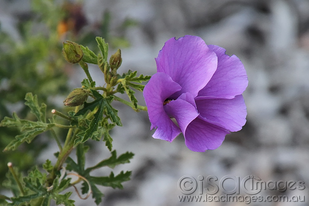 Click image for larger version

Name:	Purple-flower.jpg
Views:	21
Size:	198.6 KB
ID:	445883