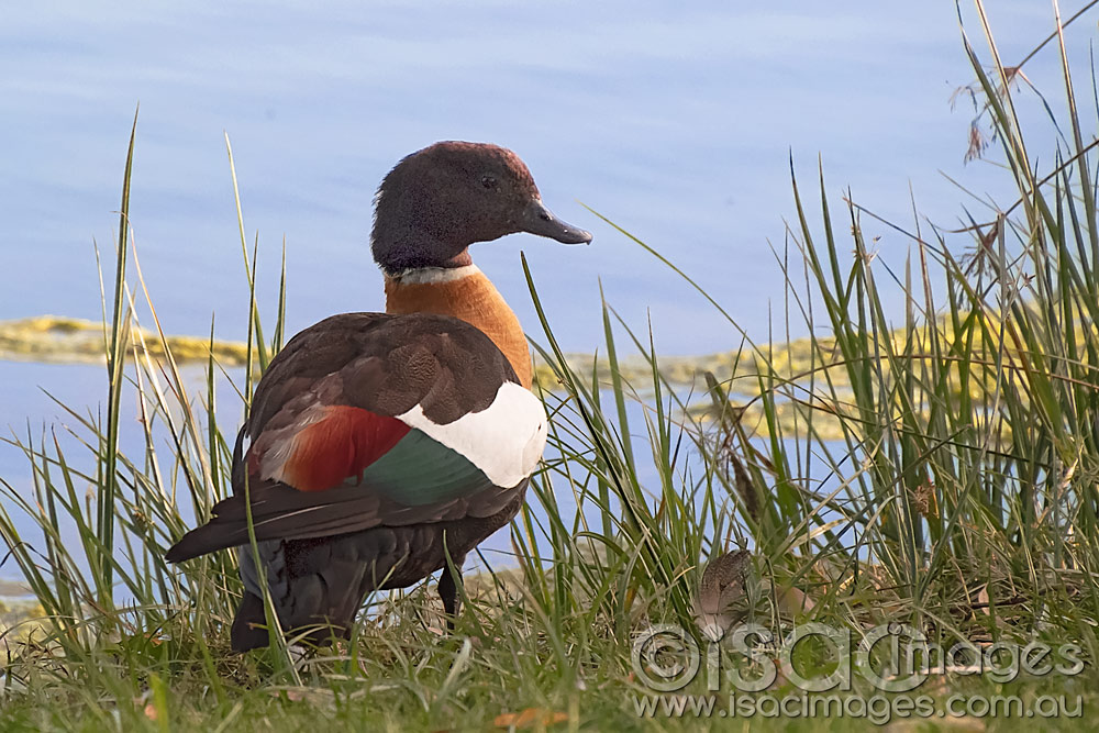 Click image for larger version

Name:	Shelduck-2.jpg
Views:	15
Size:	196.9 KB
ID:	445902