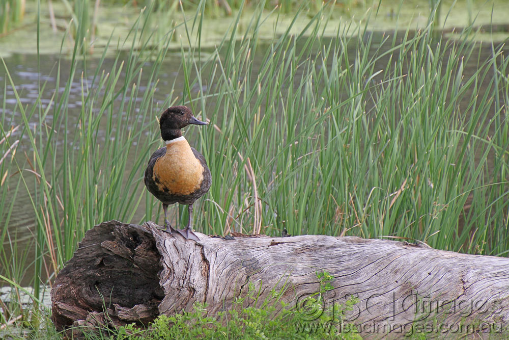 Click image for larger version

Name:	Shelduck-1.jpg
Views:	15
Size:	199.2 KB
ID:	445903