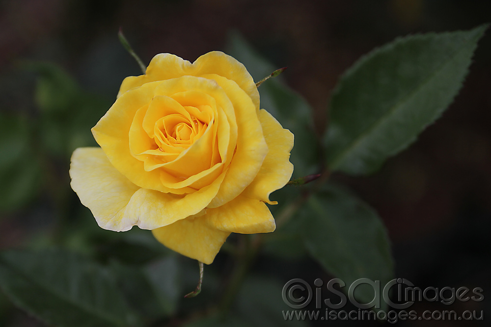 Click image for larger version

Name:	Yellow-Rose-1.jpg
Views:	32
Size:	191.5 KB
ID:	446179