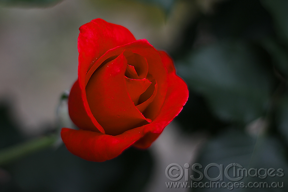 Click image for larger version

Name:	Red-Rose-1.jpg
Views:	210
Size:	194.4 KB
ID:	446180