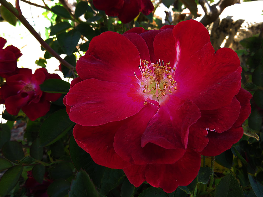 Click image for larger version

Name:	Miniature Red Rose.jpg
Views:	376
Size:	162.6 KB
ID:	446460