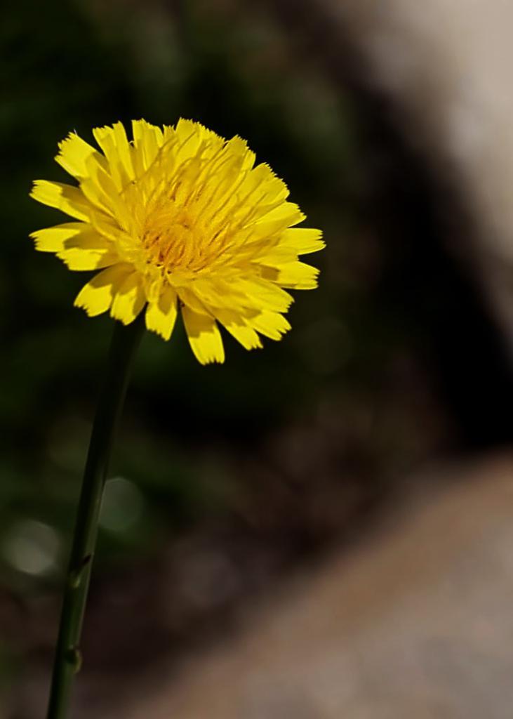 Click image for larger version

Name:	eaglem-dandelion-1.jpg
Views:	162
Size:	40.6 KB
ID:	446787