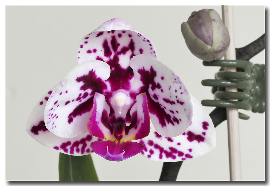 Click image for larger version

Name:	Trude's orchid.jpg
Views:	33
Size:	139.1 KB
ID:	446838