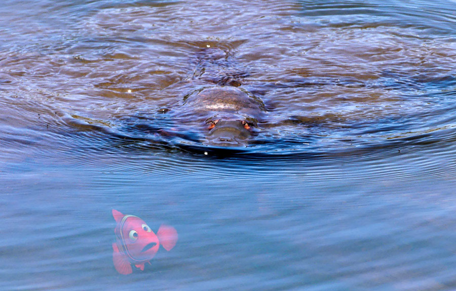 Click image for larger version

Name:	seaslug-platypus.jpg
Views:	32
Size:	173.1 KB
ID:	446882