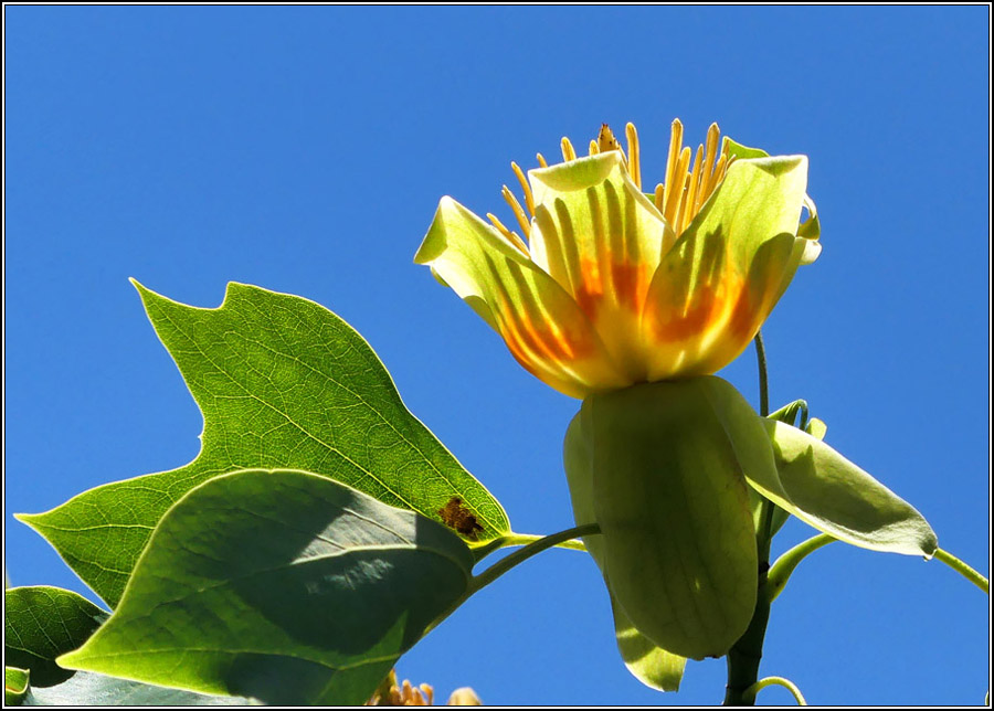 Click image for larger version

Name:	Tulip tree 2.jpg
Views:	22
Size:	159.6 KB
ID:	447072