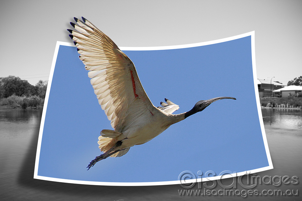 Click image for larger version

Name:	Ibis-OOB.jpg
Views:	35
Size:	198.8 KB
ID:	447150