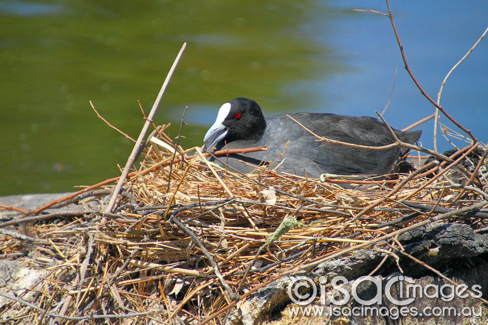 Click image for larger version

Name:	Coot-on-Nest.jpg
Views:	28
Size:	199.0 KB
ID:	447151