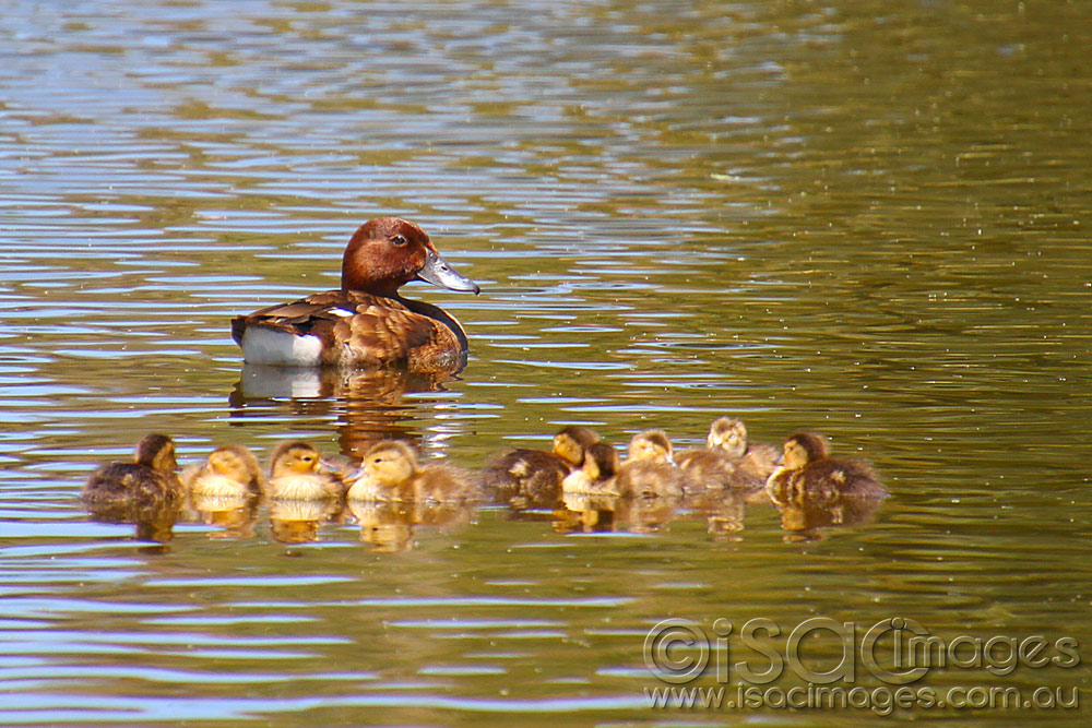 Click image for larger version

Name:	Hard-Head-Duck-Family-1.jpg
Views:	23
Size:	198.0 KB
ID:	447153