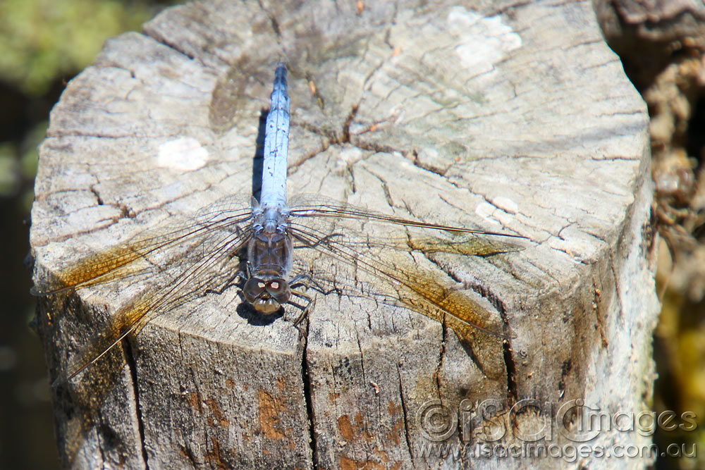 Click image for larger version

Name:	Blue-Dragonfly-2.jpg
Views:	30
Size:	199.3 KB
ID:	447157