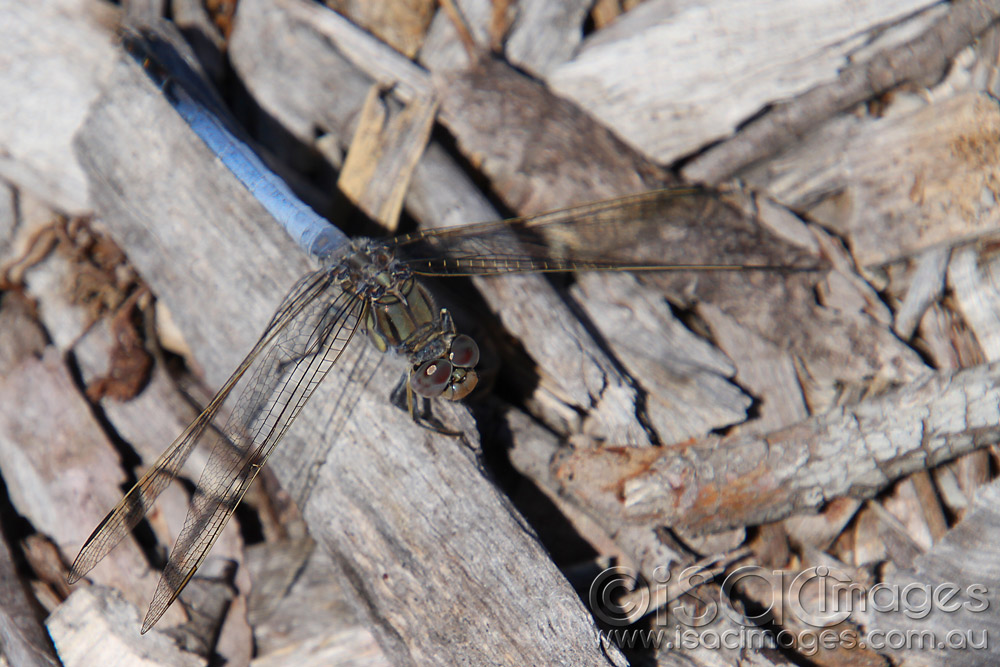 Click image for larger version

Name:	Blue-Dragonfly-1.jpg
Views:	30
Size:	197.8 KB
ID:	447158