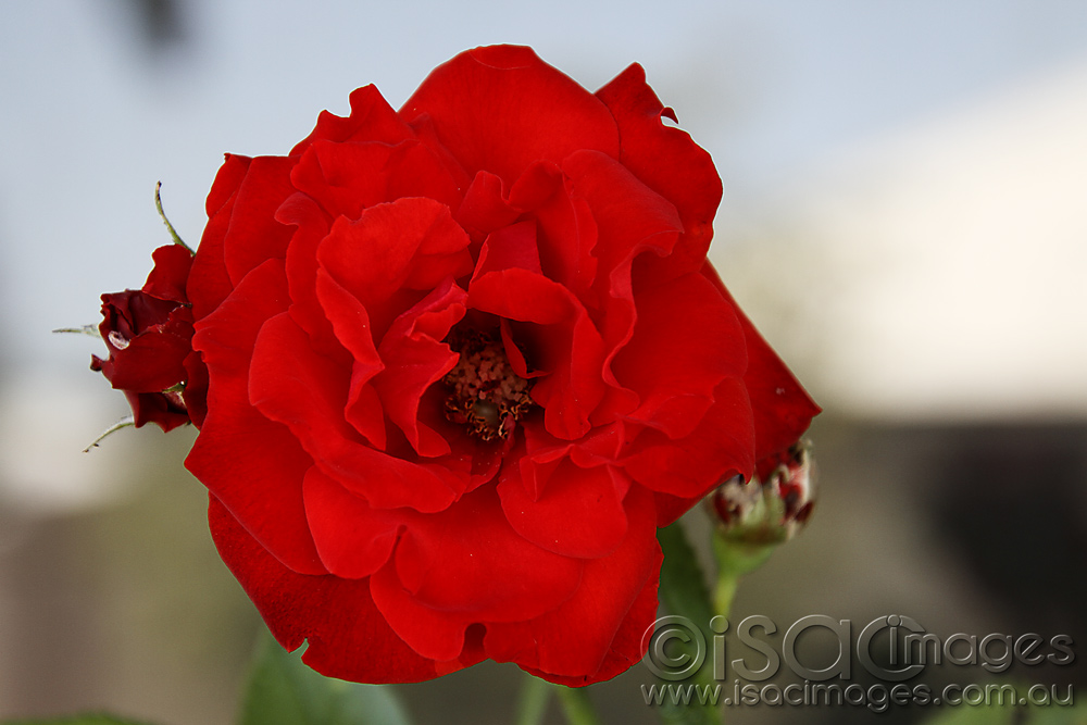 Click image for larger version

Name:	Red-Rose-1.jpg
Views:	27
Size:	188.2 KB
ID:	447161