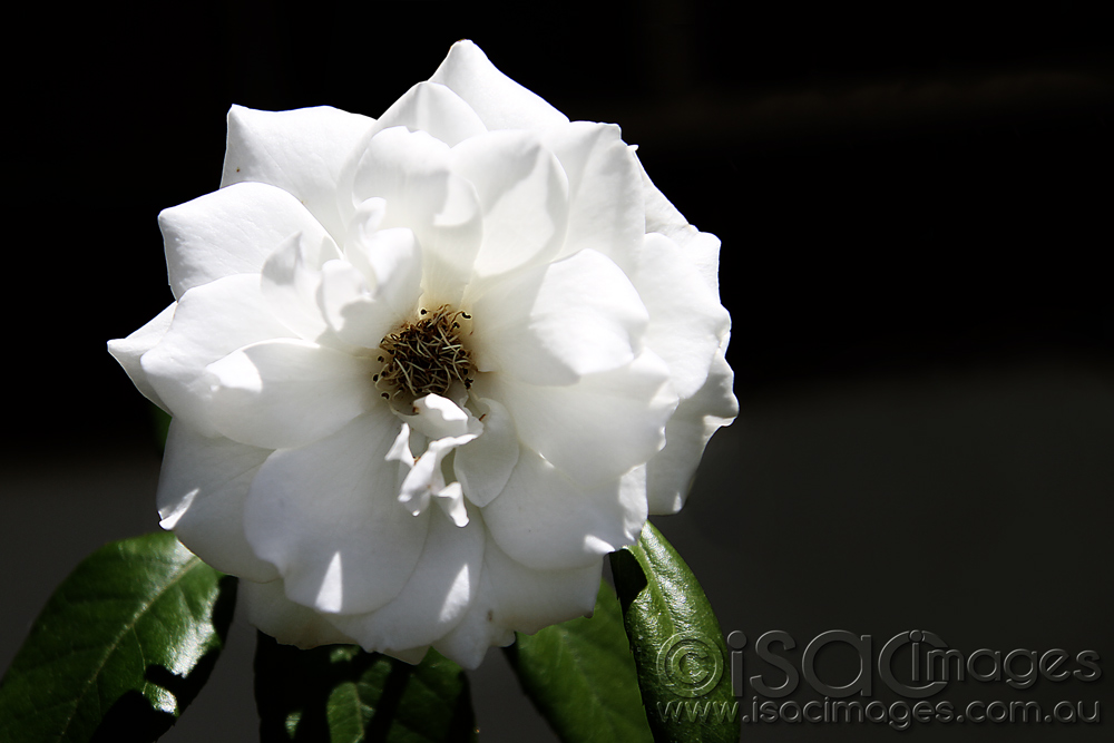 Click image for larger version

Name:	White-Rose-1.jpg
Views:	27
Size:	194.5 KB
ID:	447163