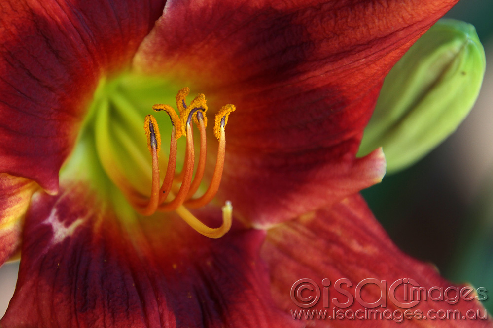 Click image for larger version

Name:	Daylily-1.jpg
Views:	15
Size:	184.9 KB
ID:	447165