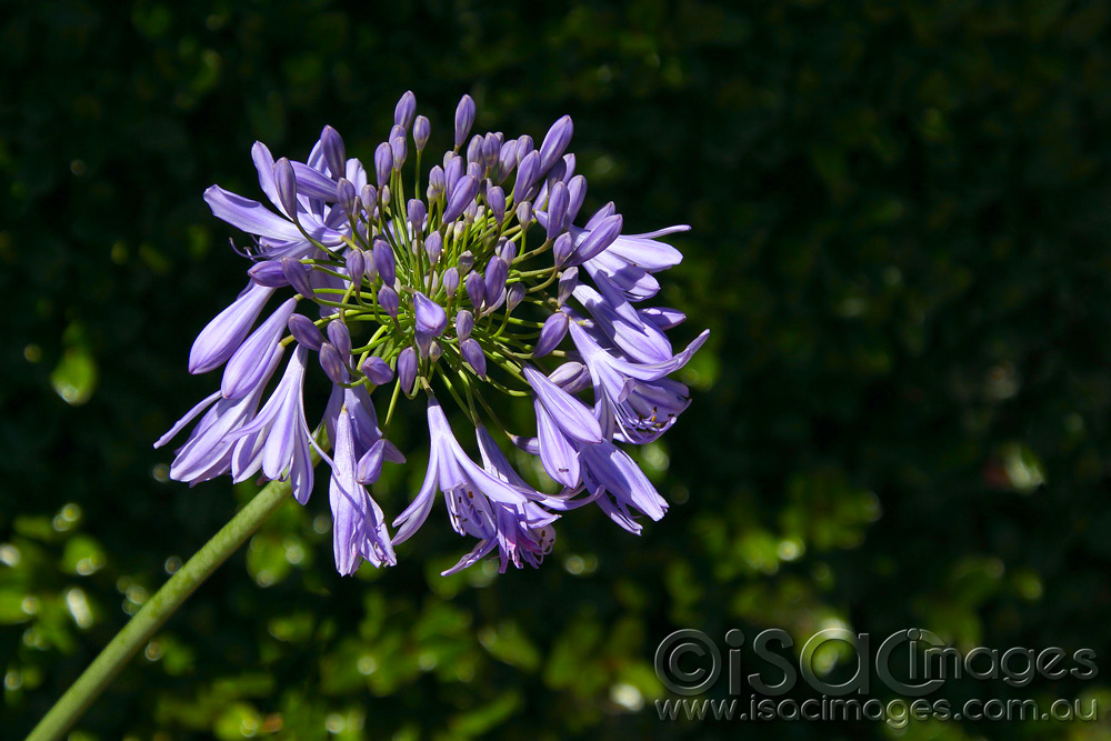 Click image for larger version

Name:	Purple-Cloud-Agapanthus-1.jpg
Views:	17
Size:	198.6 KB
ID:	447166