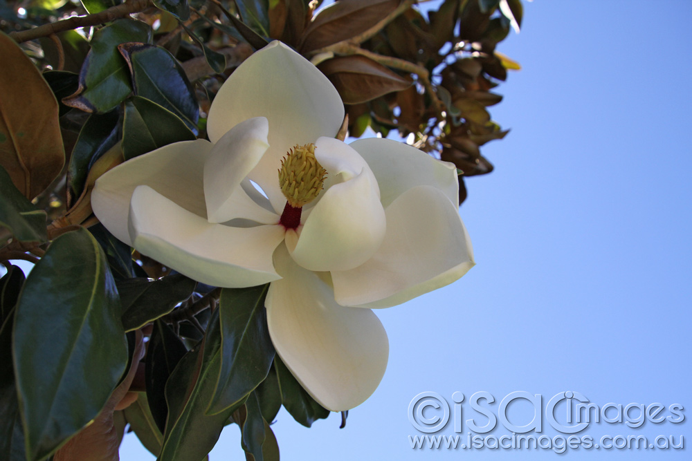 Click image for larger version

Name:	Magnolia-1.jpg
Views:	16
Size:	196.8 KB
ID:	447167