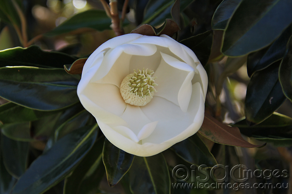 Click image for larger version

Name:	Magnolia-2.jpg
Views:	14
Size:	194.6 KB
ID:	447169