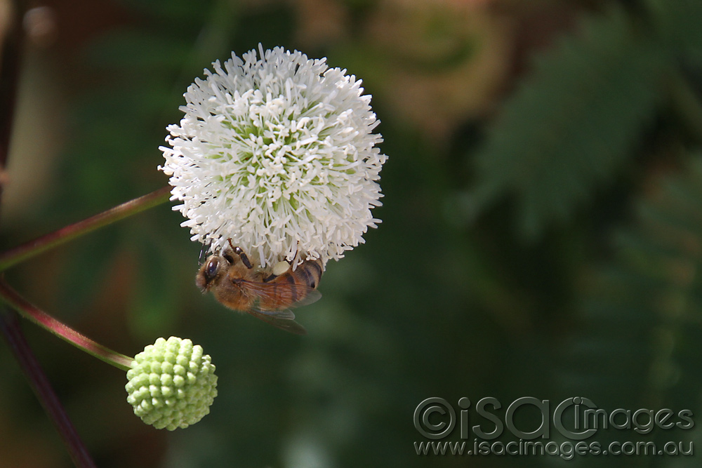 Click image for larger version

Name:	Leucaena-leucocephala-and-Bee-1.jpg
Views:	14
Size:	199.8 KB
ID:	447170