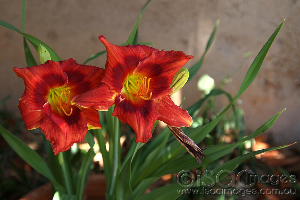 Click image for larger version

Name:	Daylily-2.jpg
Views:	15
Size:	194.2 KB
ID:	447171