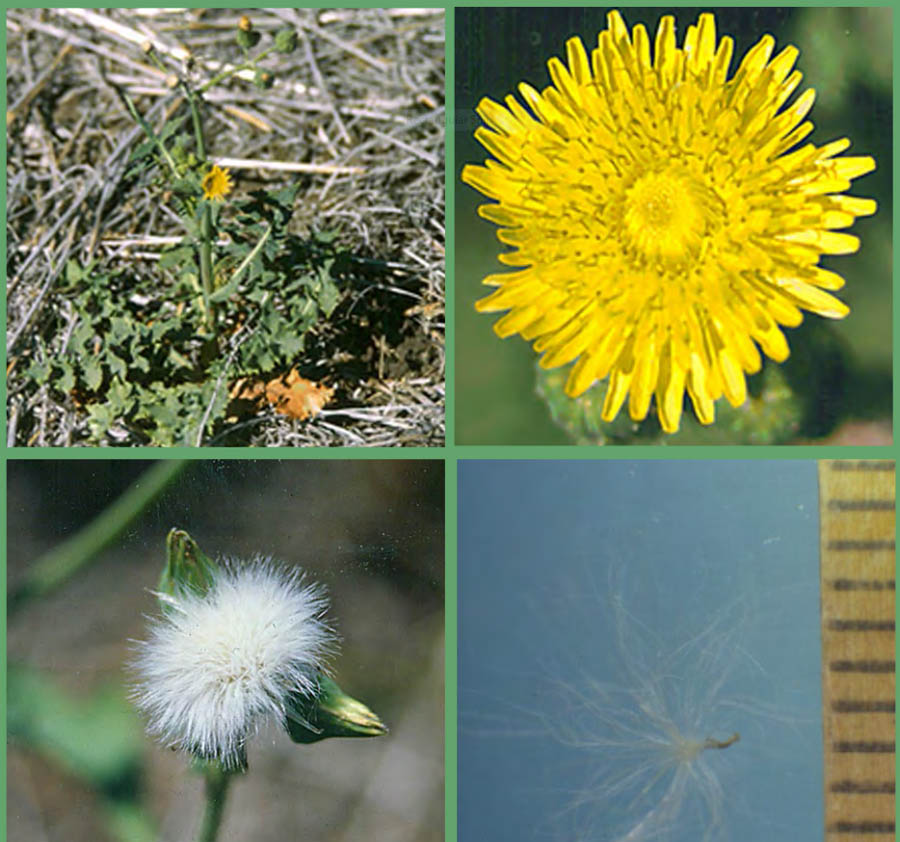 Click image for larger version

Name:	Thistle 3 copy.jpg
Views:	30
Size:	153.7 KB
ID:	447207