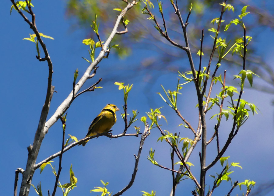 Click image for larger version

Name:	Green finch.jpg
Views:	41
Size:	185.4 KB
ID:	447229