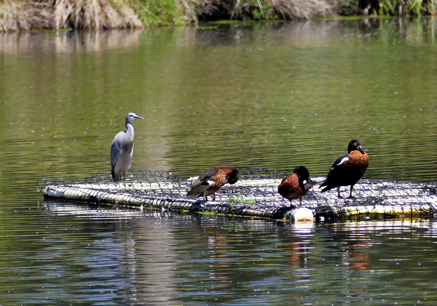 Click image for larger version

Name:	Ducks n heron.jpg
Views:	40
Size:	237.0 KB
ID:	447231