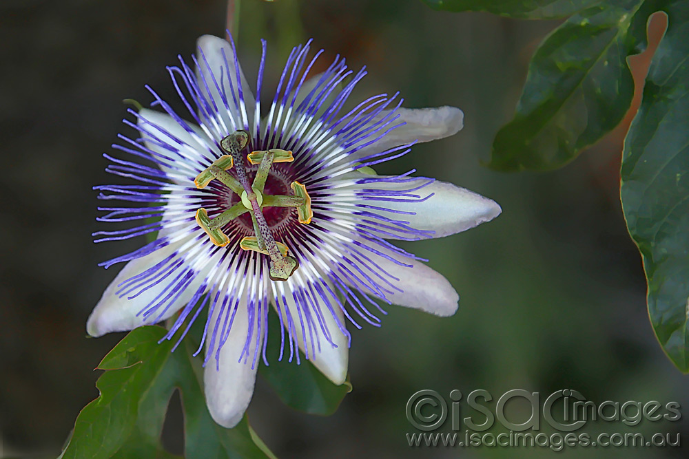 Click image for larger version

Name:	Passionfruit-Flower-1.jpg
Views:	478
Size:	195.2 KB
ID:	447264