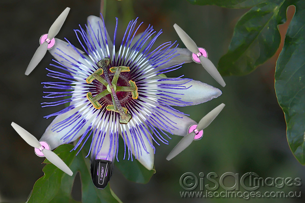 Click image for larger version

Name:	Passionfruit-Flower-Drone.jpg
Views:	25
Size:	196.7 KB
ID:	447294