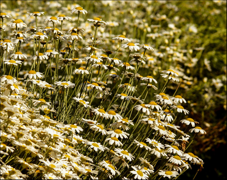 Click image for larger version

Name:	Daisies .jpg
Views:	556
Size:	364.6 KB
ID:	447497