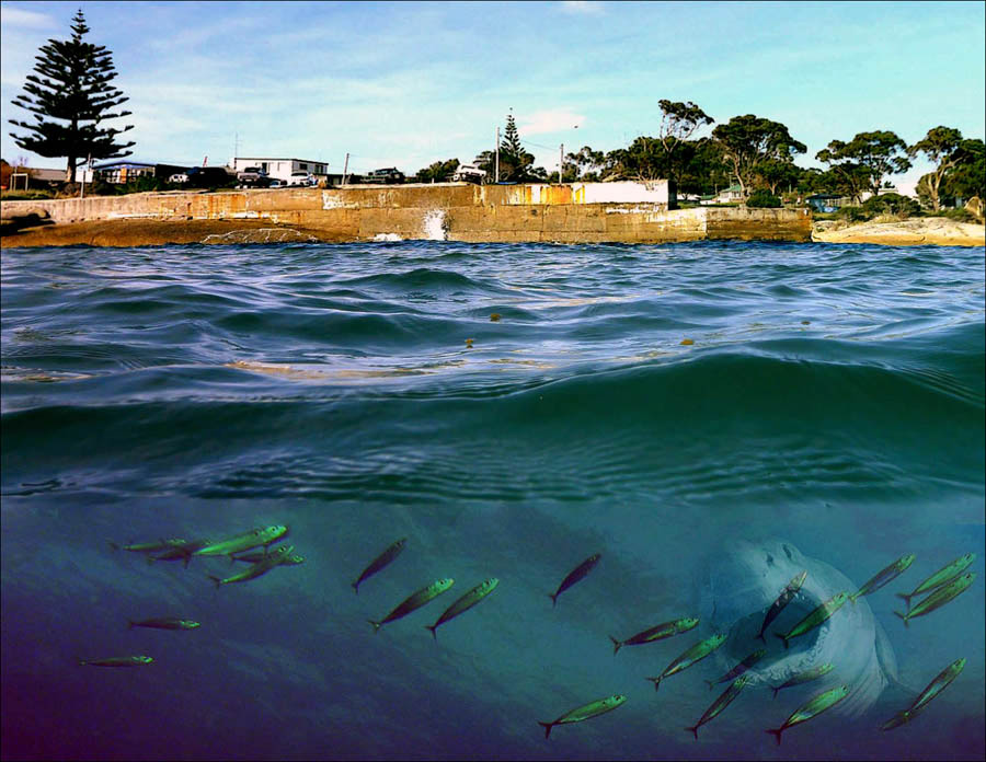 Click image for larger version

Name:	seaslug-shark.jpg
Views:	44
Size:	140.3 KB
ID:	447558