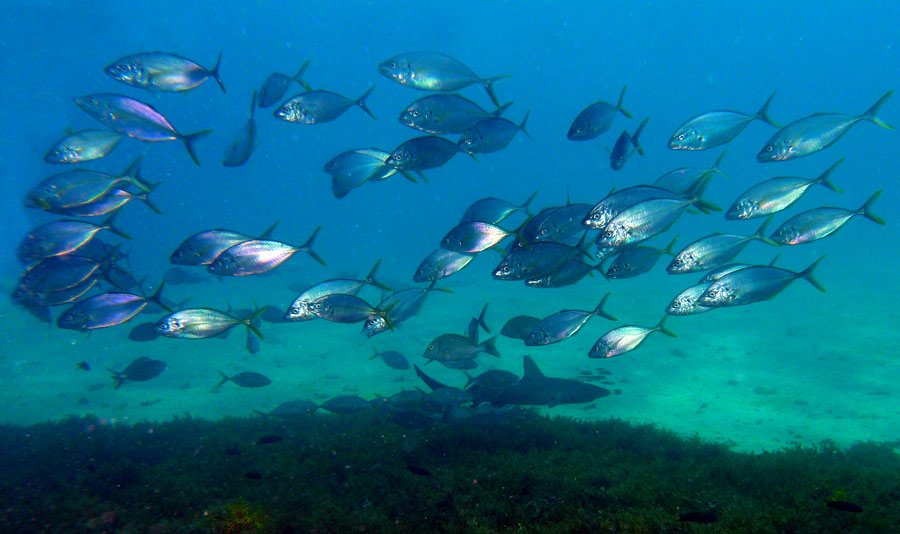 Click image for larger version

Name:	Trevally-and-shark.jpg
Views:	29
Size:	96.8 KB
ID:	447567