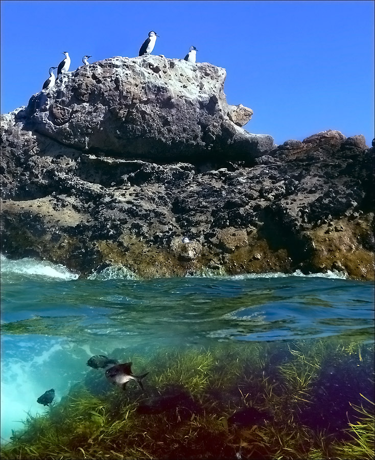 Click image for larger version

Name:	Shags on a rock.jpg
Views:	34
Size:	289.0 KB
ID:	447572