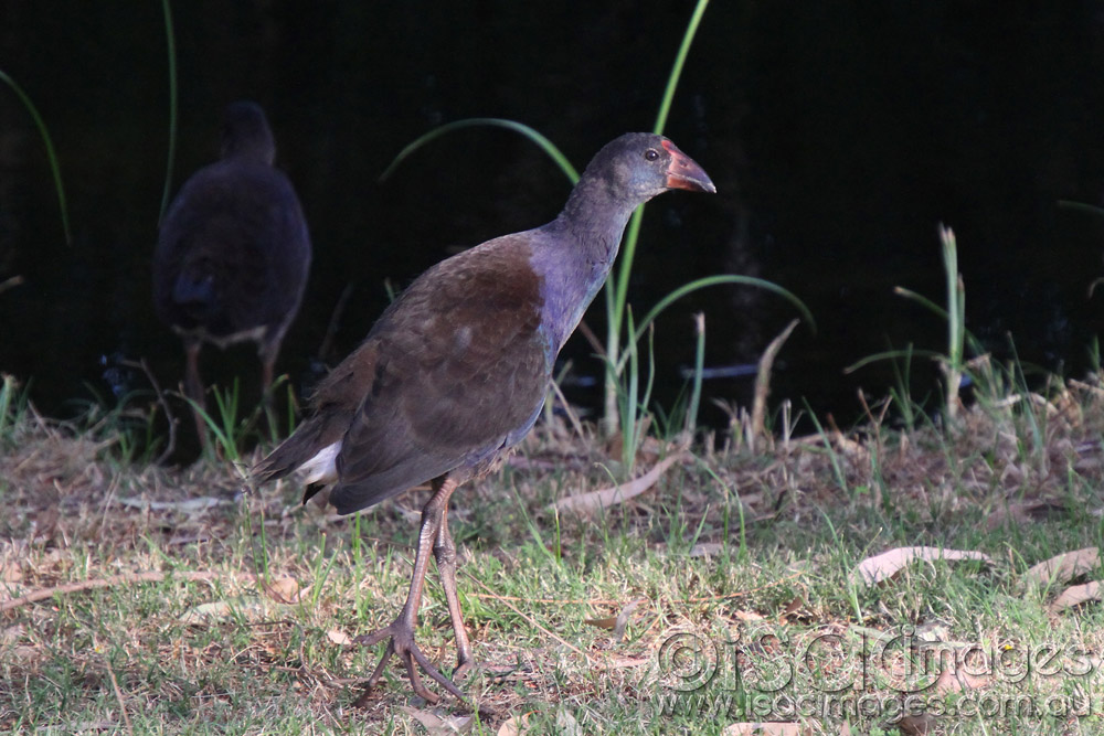 Click image for larger version

Name:	Young Purple Morehen.jpg
Views:	282
Size:	201.5 KB
ID:	447588