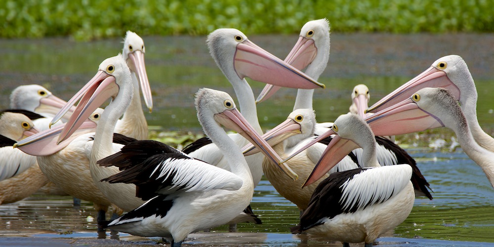 Click image for larger version

Name:	Pelicans - 2.jpg
Views:	636
Size:	173.2 KB
ID:	448477