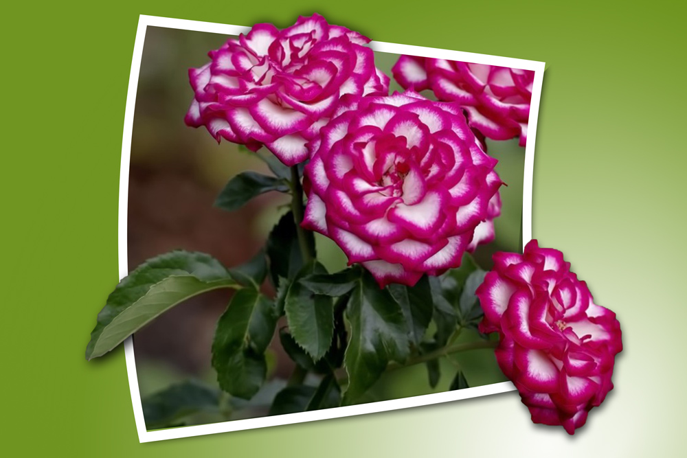 Click image for larger version

Name:	eaglem-vari-rose-bunch-OOB-1000.jpg
Views:	166
Size:	208.5 KB
ID:	449222