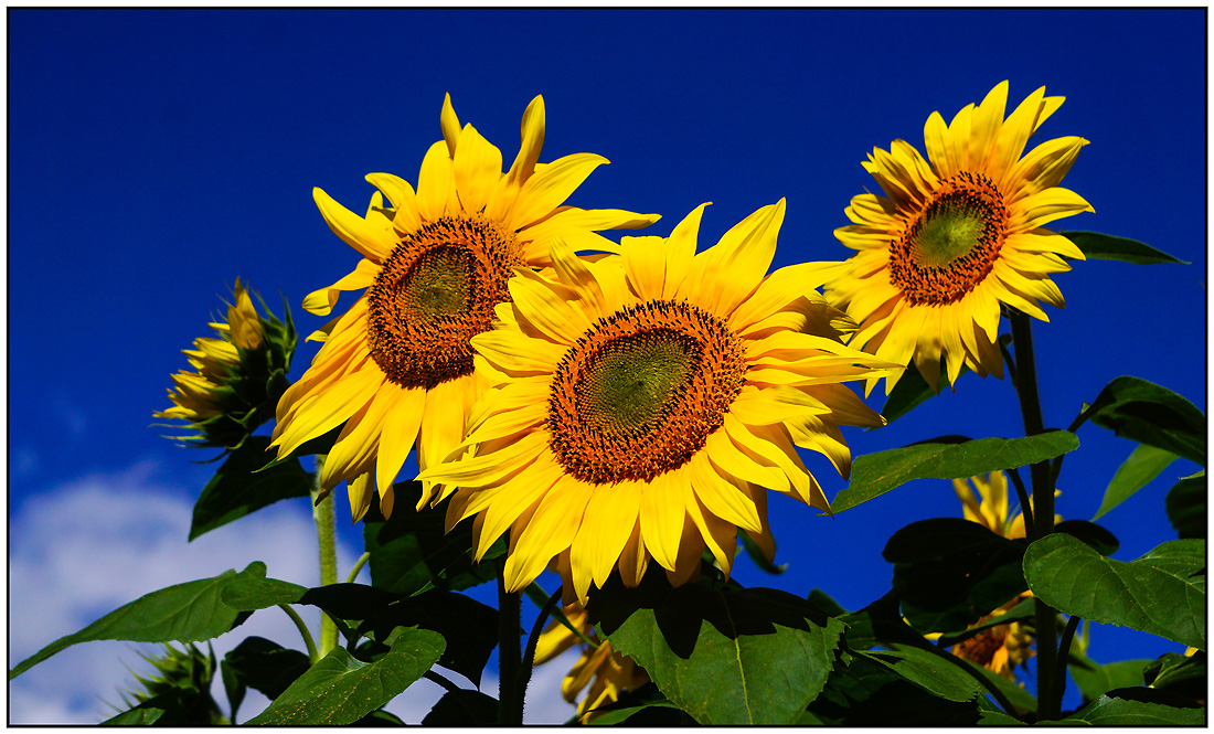 Click image for larger version

Name:	Sunflowers .jpg
Views:	401
Size:	401.2 KB
ID:	449315