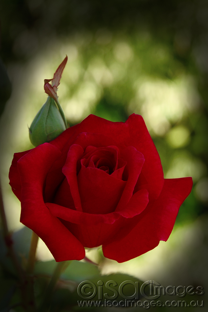 Click image for larger version

Name:	0556-Red-Rose.jpg
Views:	38
Size:	223.5 KB
ID:	449442